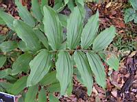 Smilacina Racemosa (L.) (Desf.) (fam Liliacees) (Amerique du Nord) (1) (Photo F. Mrugala)